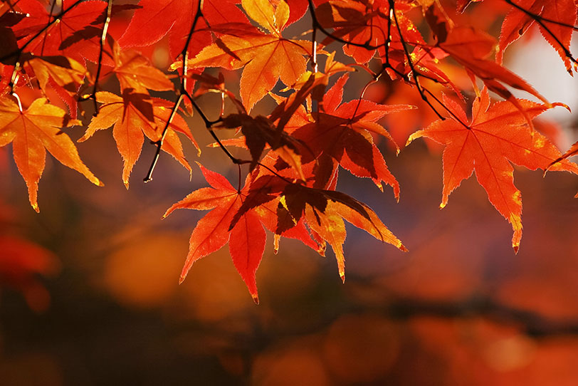 秋のモミジの写真画像