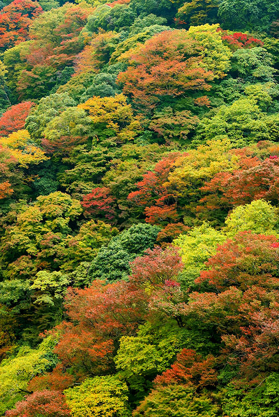 モミジの木の写真画像