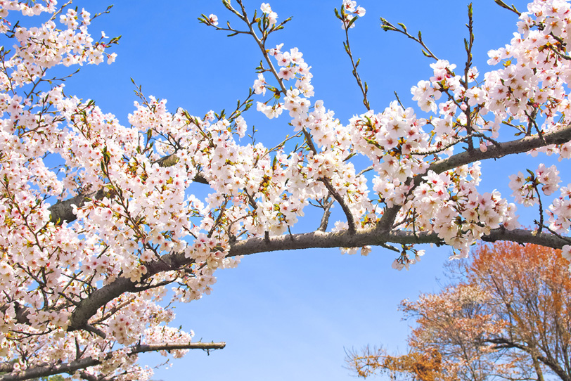 花咲く桜の枝が空を渡るの写真画像