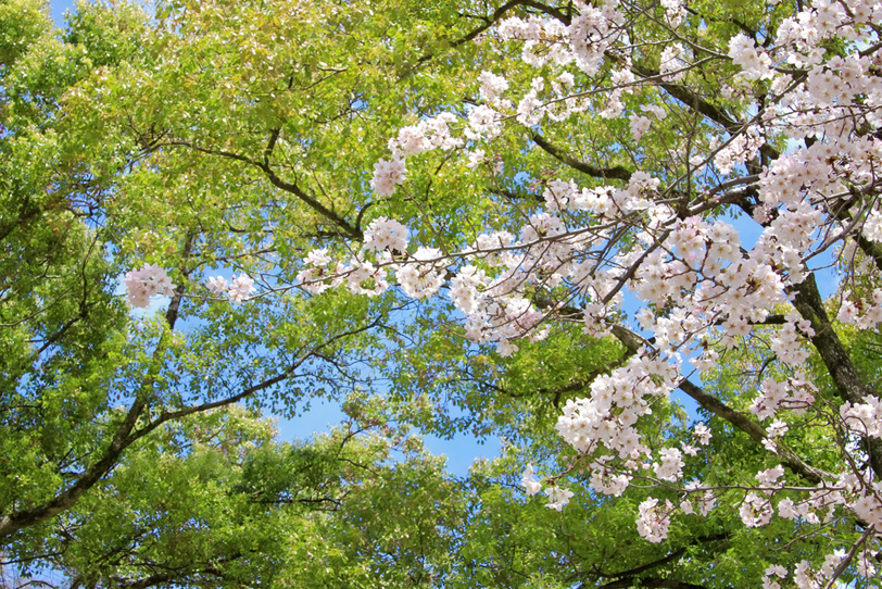 美しい新緑と桜の春景色の写真画像