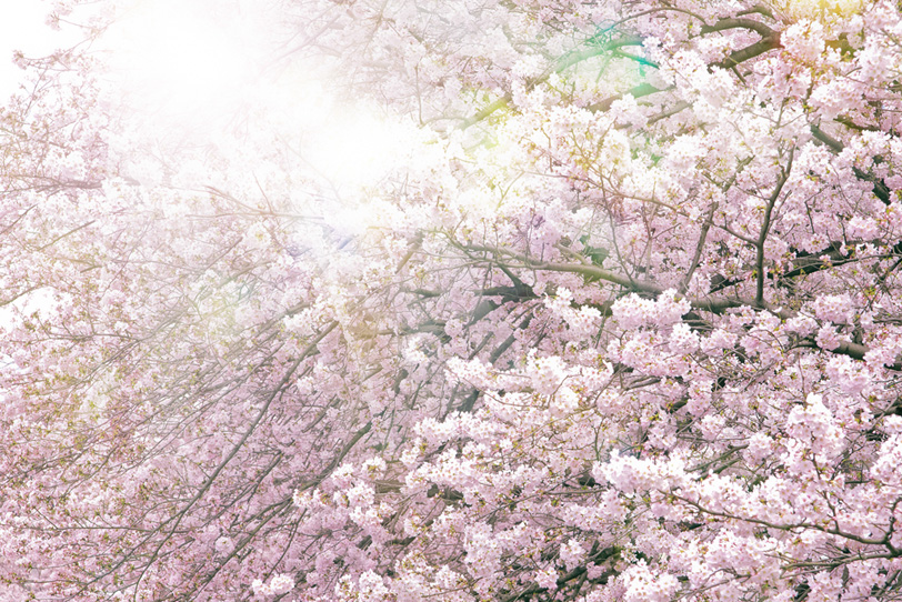 満開の桜と眩い太陽の光の写真画像
