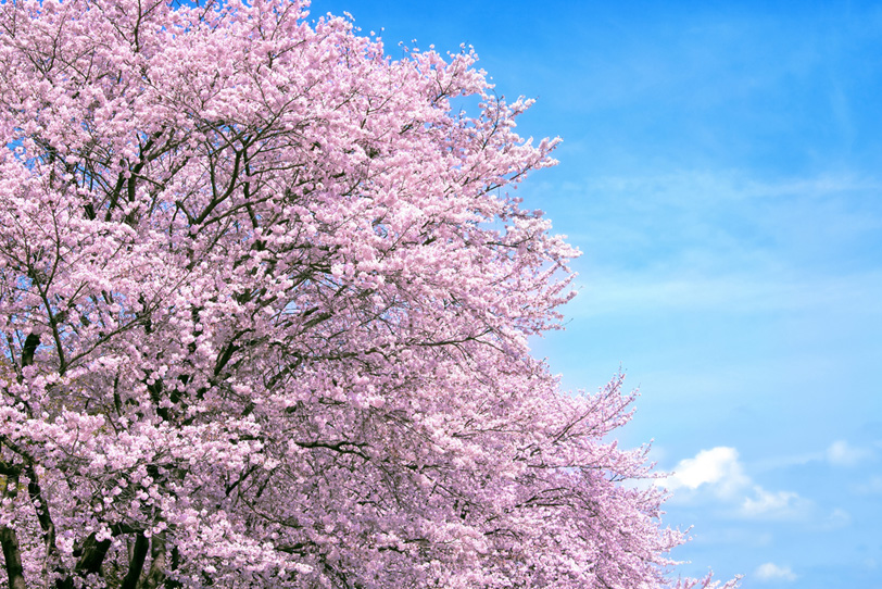 穏やかな春空と満開の桜並木の写真画像