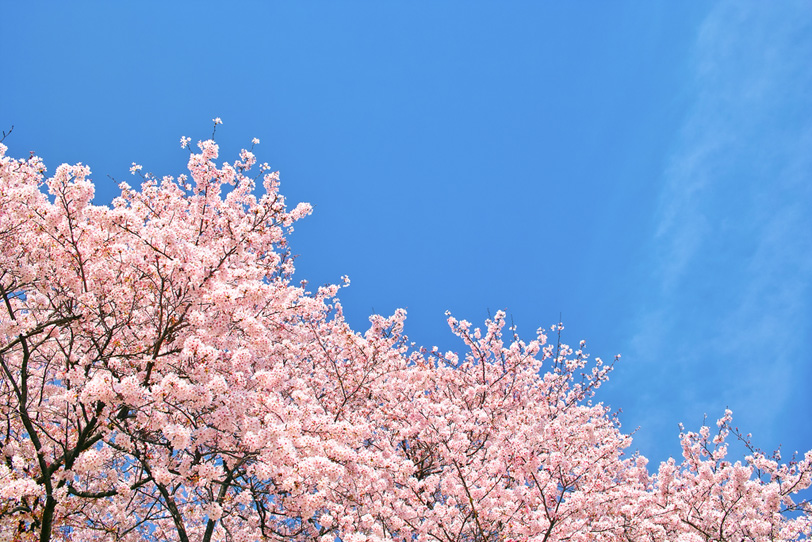青空の下の薄紅色の桜並木の写真画像