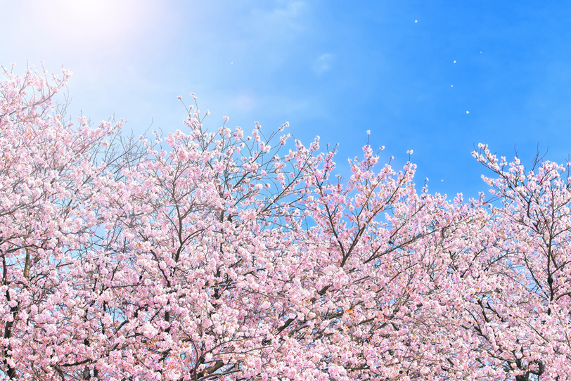 春風に舞い上がる桜の花びらの写真画像