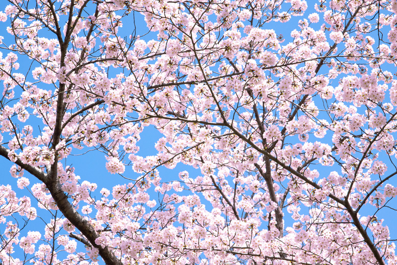 薄いピンクの花の桜背景の写真画像
