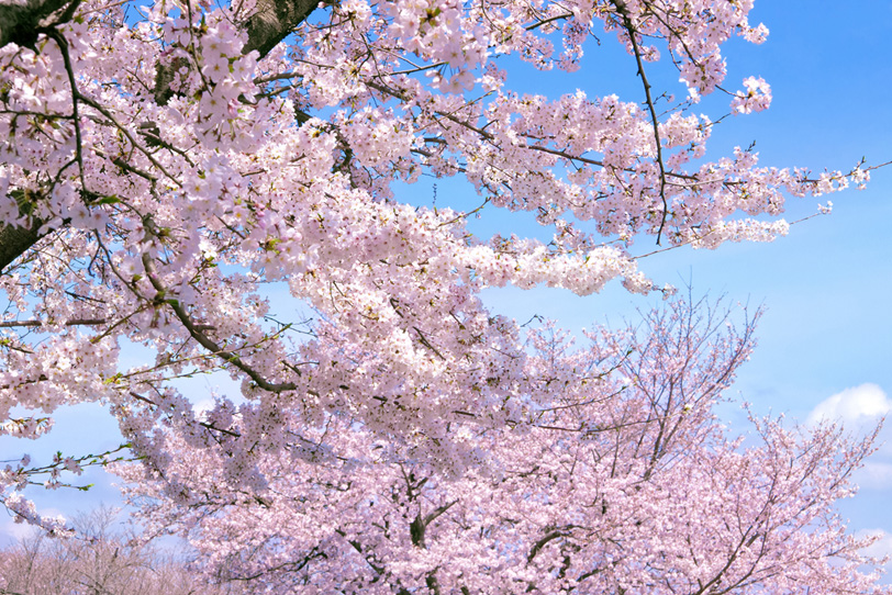 桜の花咲く穏やかな春の公園の写真画像