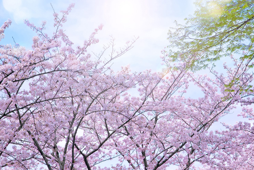 降り注ぐ春の陽射しと桜の写真画像
