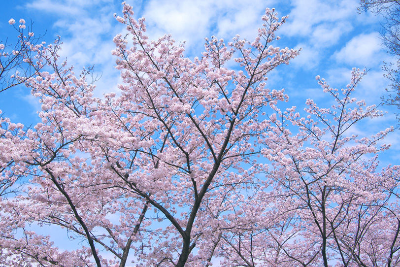 春の青空と八分咲きの桜の写真画像
