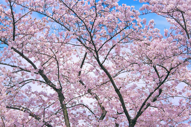 青空に咲き誇るピンクの桜の写真画像