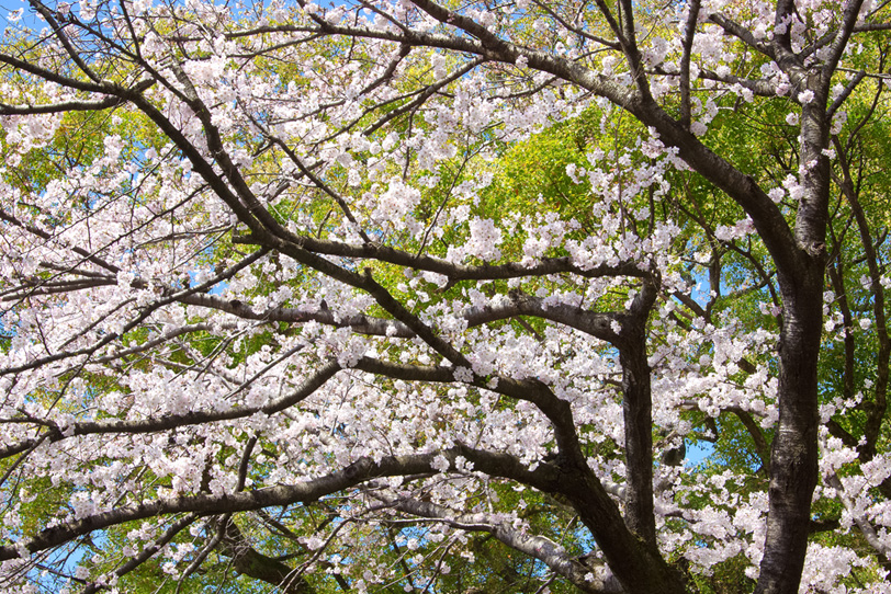 瑞々しい新緑と花を咲かせた桜の写真画像