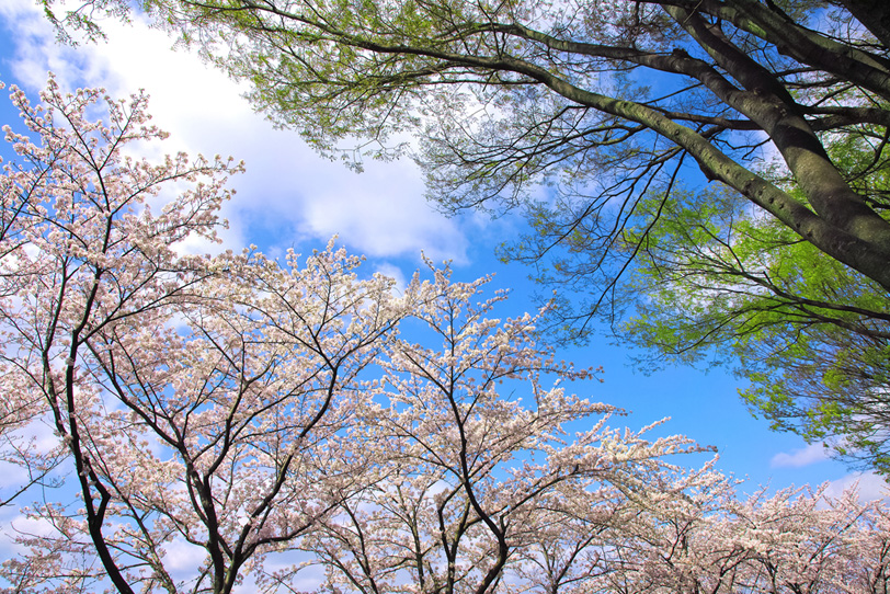 見上げる桜並木と緑の木々の写真画像
