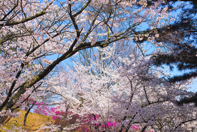 様々な色で溢れる春の桜林の写真画像
