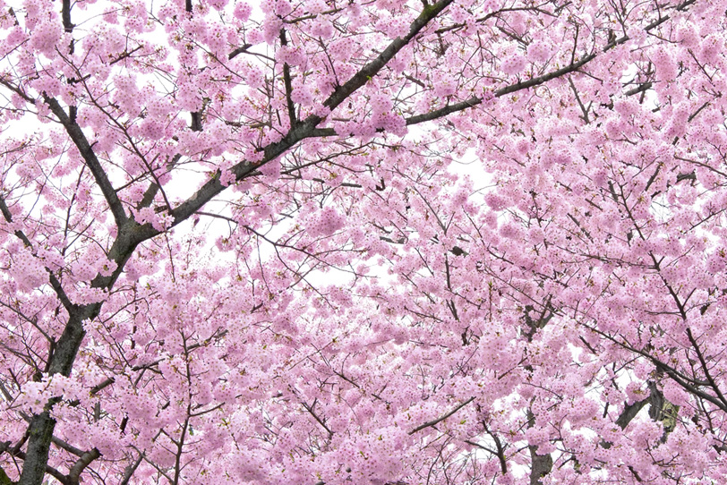 満開のピンクの桜の木 の画像 写真素材を無料ダウンロード 1 背景フリー素材 Beiz Images