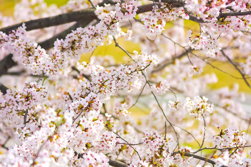ソメイヨシノの花と黄色の背景の写真画像
