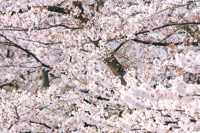 無数の花と蕾をつける桜の枝の写真画像