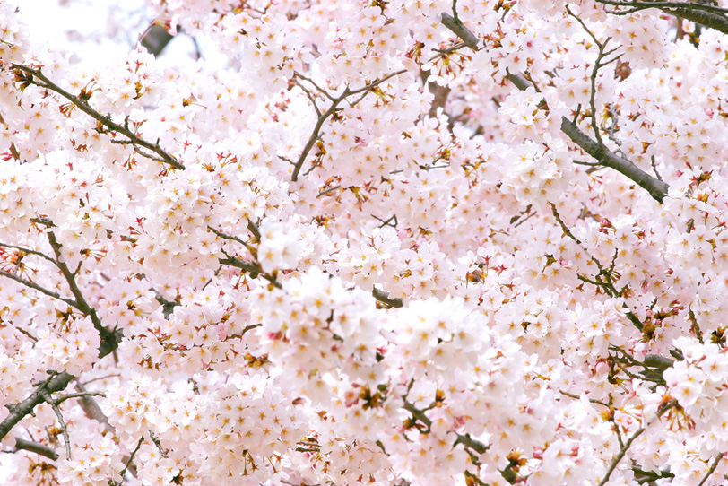桜満開の春の風景の写真画像