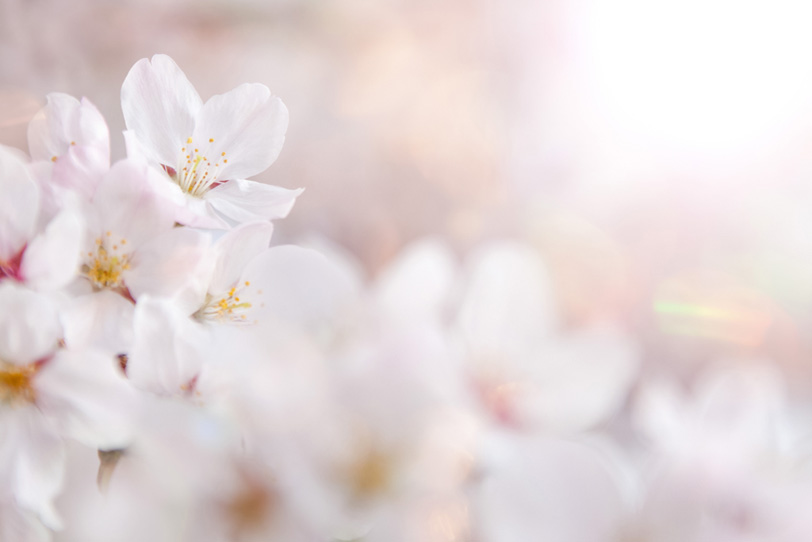 桜の花びらを照らす春の太陽の写真画像