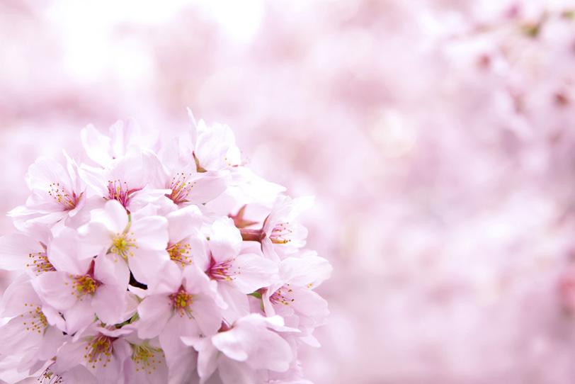 ピンクの桜の花の背景の写真画像