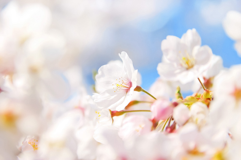桜の花咲く新しい季節の写真画像