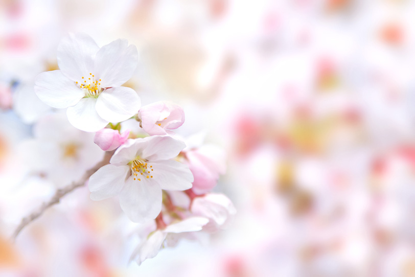 白い桜の花とピンクのつぼみの写真画像