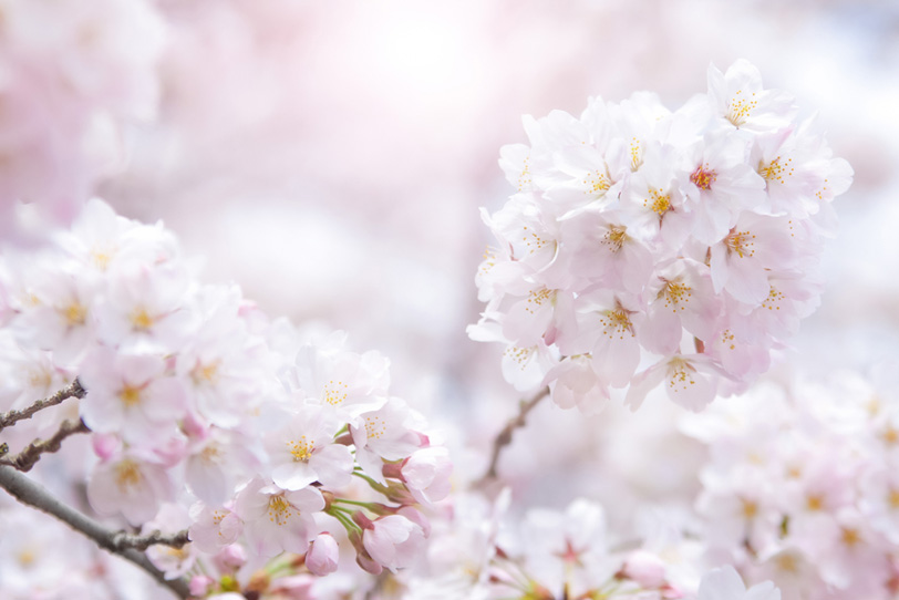 満開の桜の花と春の陽射しの写真画像