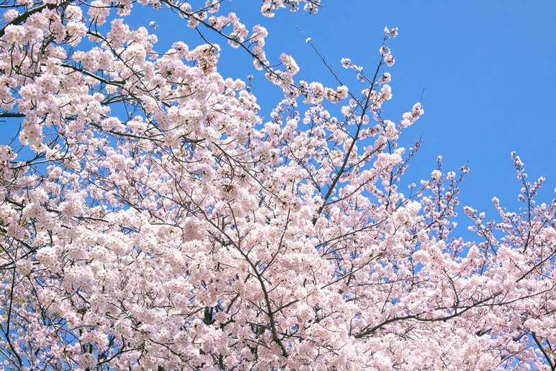 薄いピンクの桜の花の写真画像