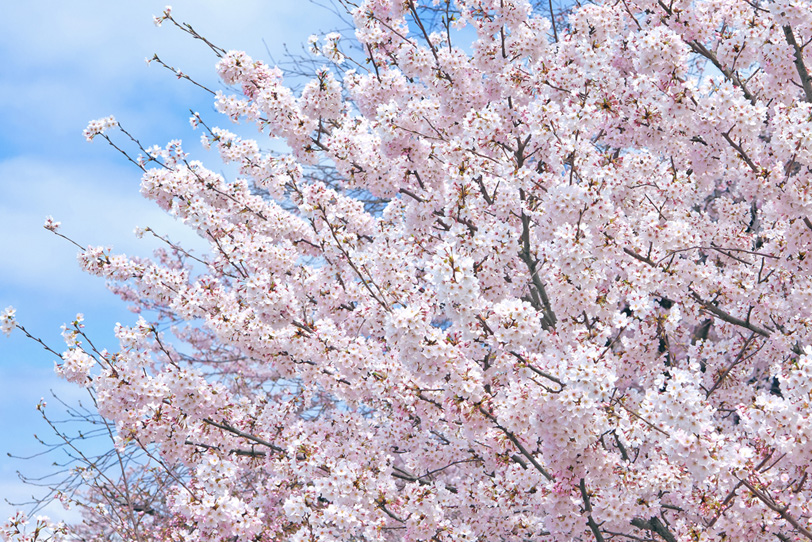 八分咲きの桜の花の写真画像