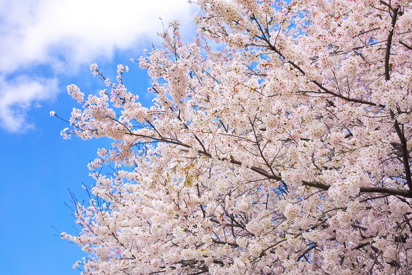 桜と青空の背景の写真画像