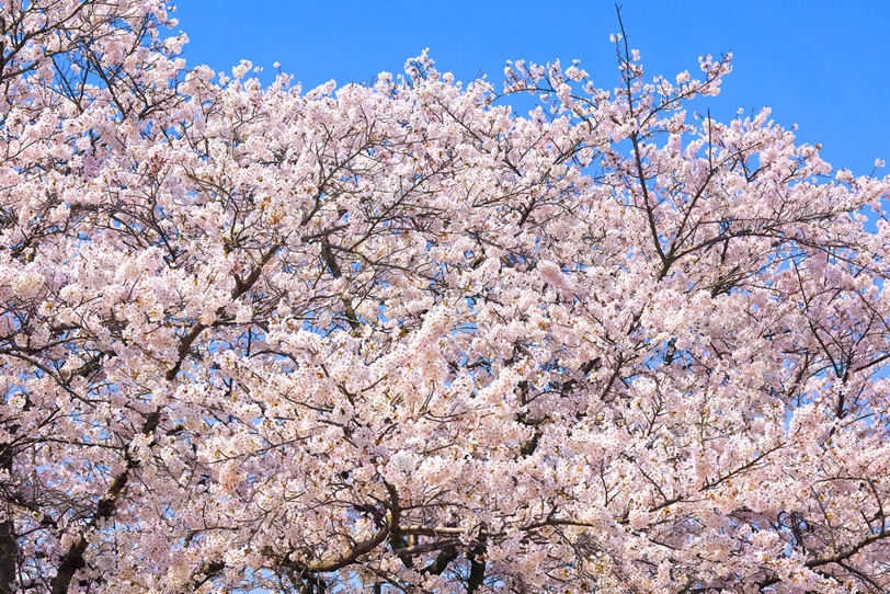 春の桜の花の写真画像