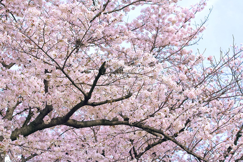 桜と薄曇りの空の写真画像