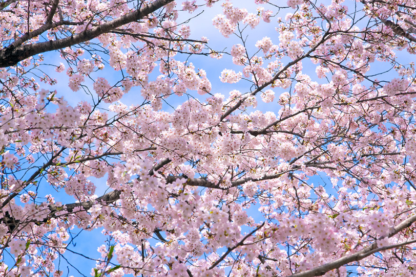 桜の花咲く背景の写真画像