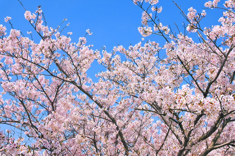 綺麗な青空と桜の写真画像
