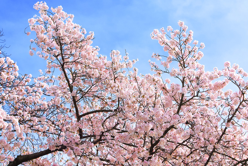 桜の花を沢山付けた枝の写真画像