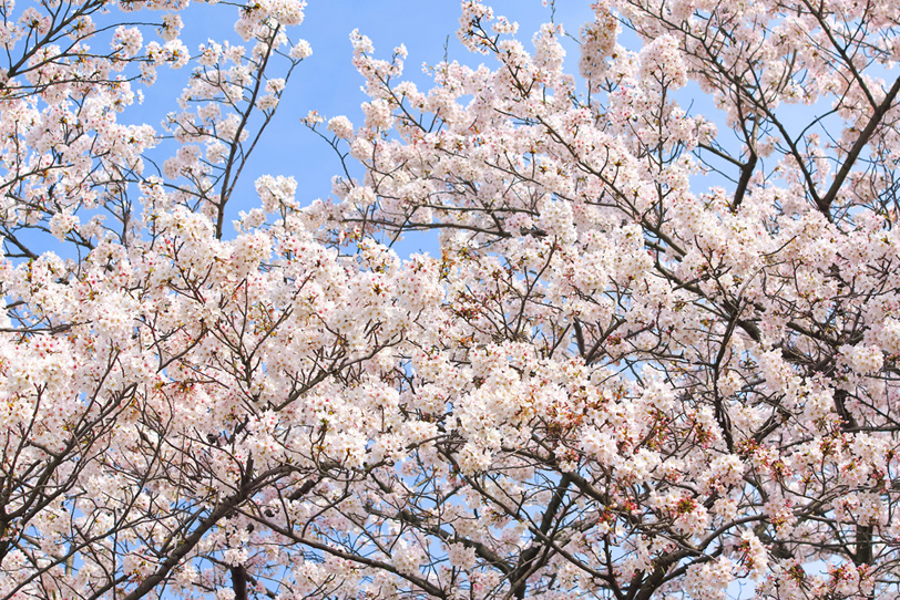 白い桜の花 の画像 写真素材を無料ダウンロード 1 背景フリー素材 Beiz Images