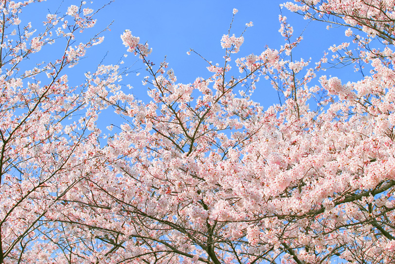 薄い紅色の桜の花の写真画像