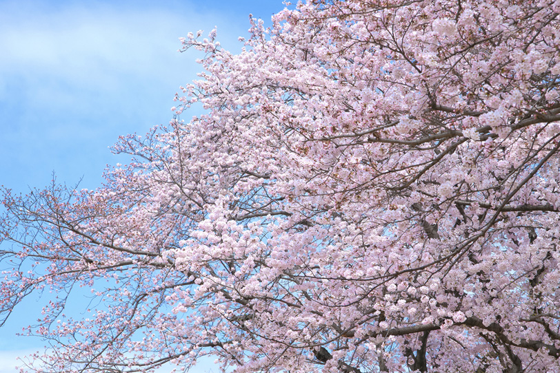 桜と空と雲 の画像 写真素材を無料ダウンロード 1 フリー素材 Beiz Images