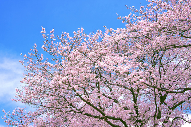 青空とピンクの桜の写真画像
