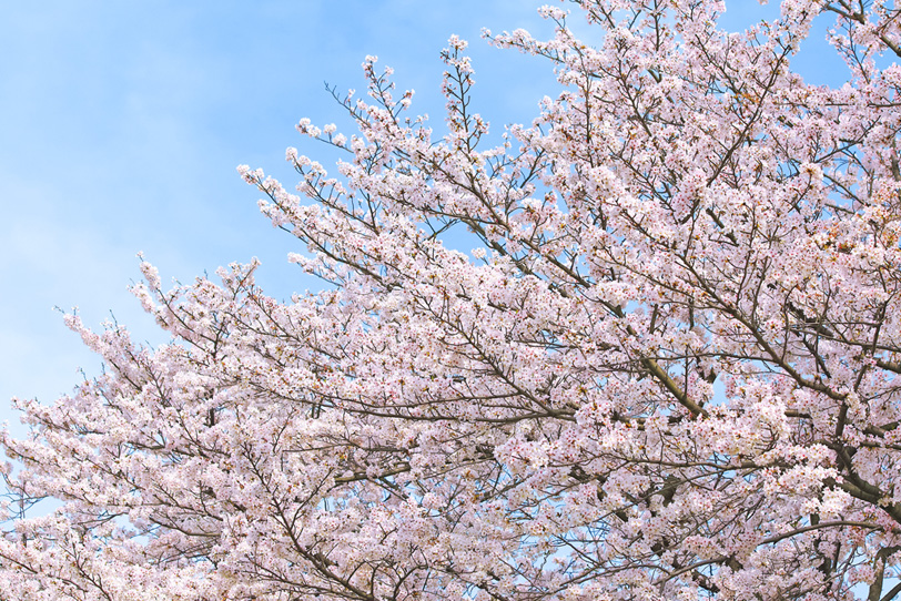 春の霞と桜の写真画像