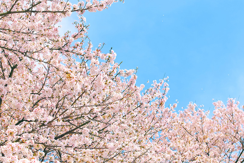 青空に伸びる桜の写真画像