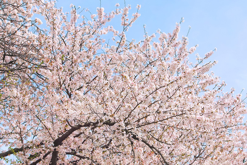 桜の木の写真画像