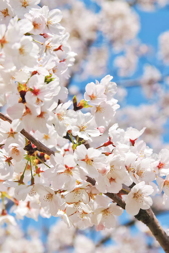 桜の花の写真画像