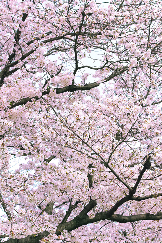 春の桜の写真画像