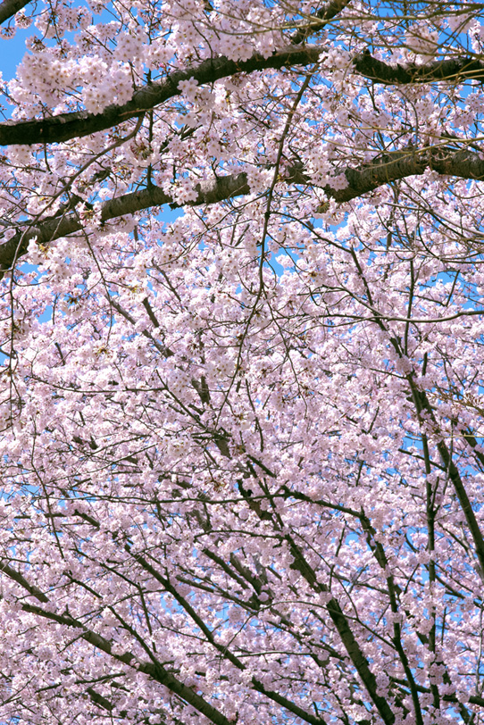 春の桜の写真画像