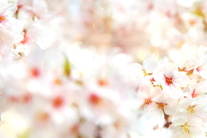 白い桜の花びらの写真画像