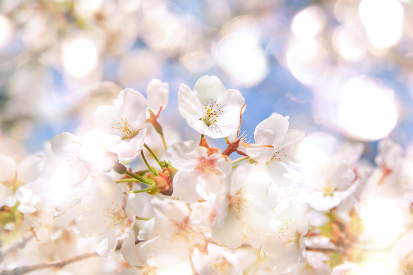 春の光と桜の花の写真画像