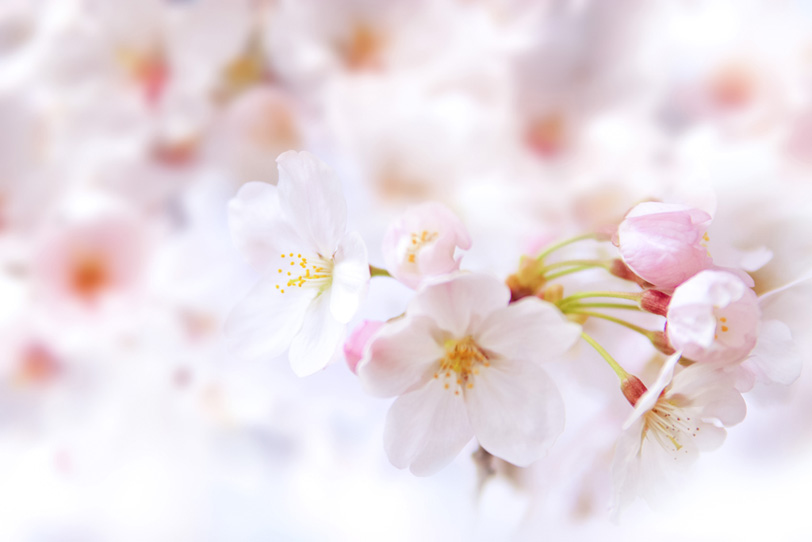 桜の花とつぼみの写真画像