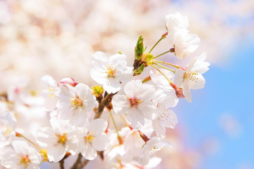 青空と桜の花びらの写真画像
