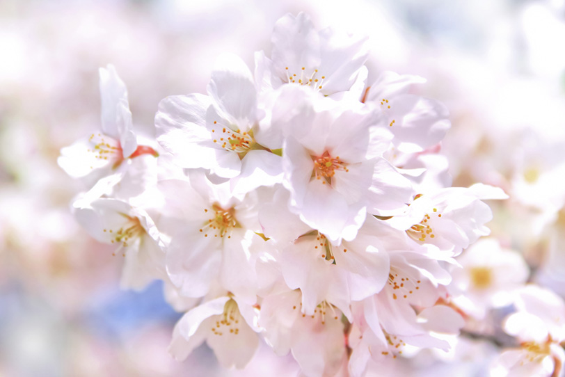 桜の白い花 の画像 写真素材を無料ダウンロード 1 フリー素材 Beiz Images
