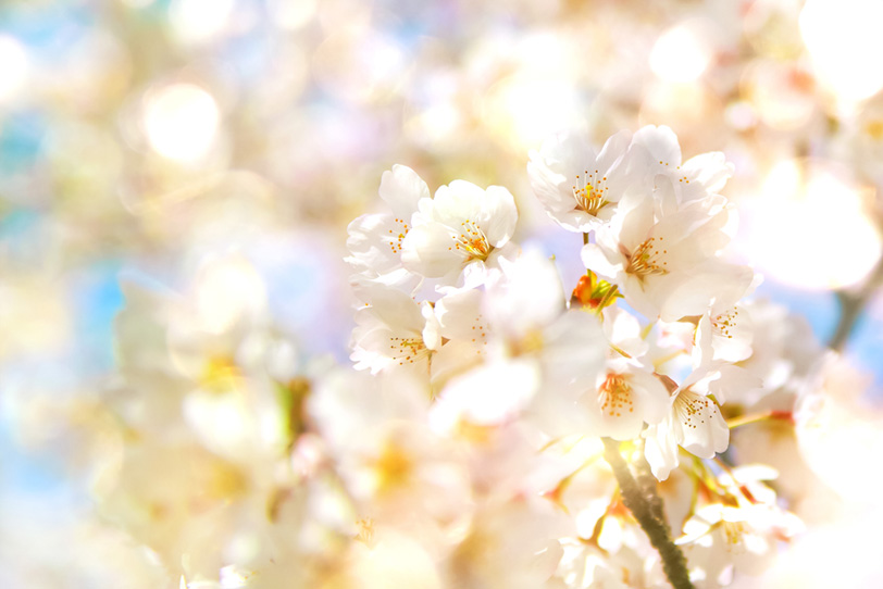 桜の花と輝く光の写真画像