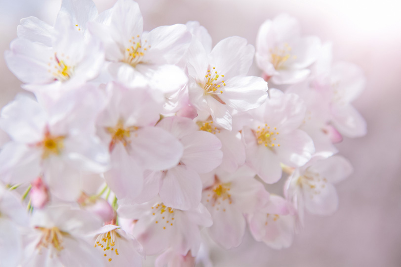 光に包まれる桜の花の写真画像